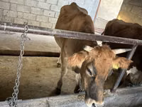 母牛, Simmental cattle — 照片 6
