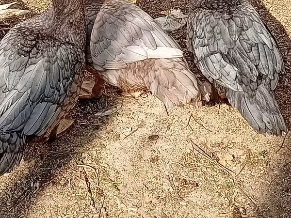 Ducks