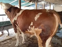 Bull, Simmental cattle — photo 2