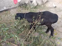 በግ, Hissar sheep — ፎቶ 2