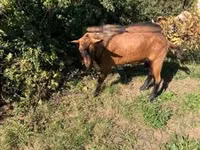 Ziegenbock, Alpine goat — Foto 2