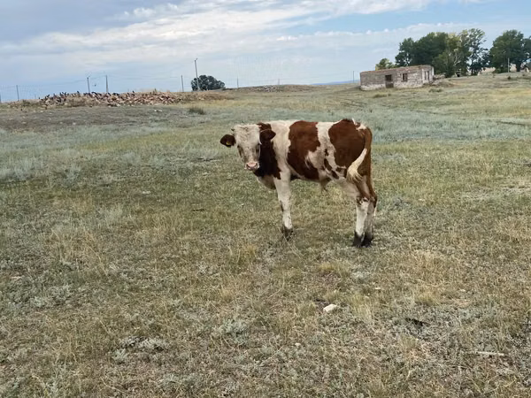 公牛, Simmental cattle — 哈萨克斯坦
