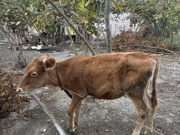 Cow, Cattle — Azerbaijan