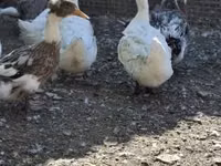 Ducks — photo 3