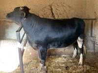 Boğa, Sığır — foto 1