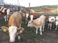 Dibi, Simmental cattle — sawirka 2