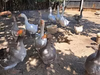 Geese — عکس 3