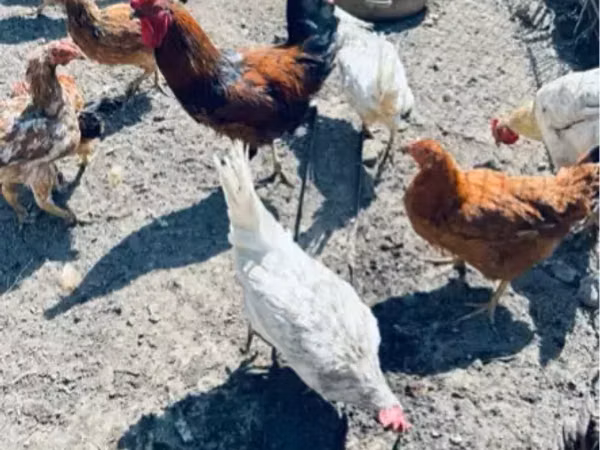 Chickens — Armenia