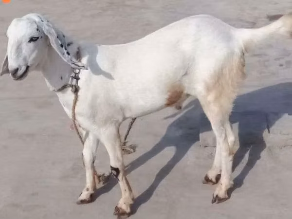 Billy Goat, Goats — Pakistan
