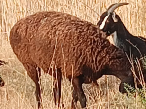 Вівця, Hissar sheep — Казахстан