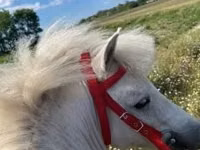 公马, Shetland Pony — 照片 5
