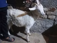 Capra, Saanen goat — foto 4