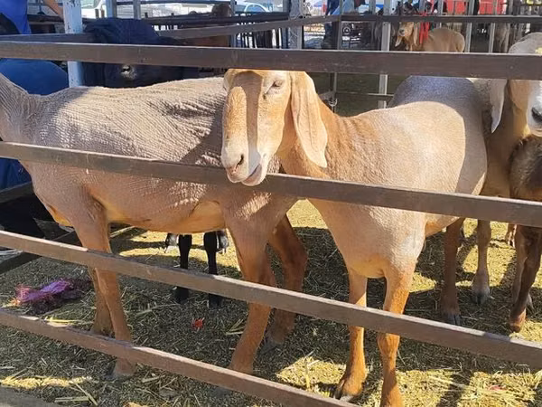 Sheep, Sheep — Kyrgyzstan
