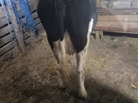 Cow, Holstein breed — photo 2