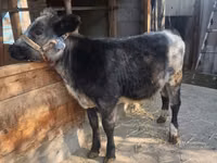 Cow, Belgian Blue — photo 3