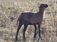 میش, Cameroon sheep — عکس 2