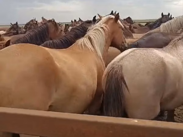 مادیان, Horse breed