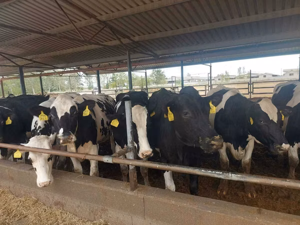 Cow, Holstein breed — Poland