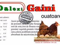 Quails — sawirka 5