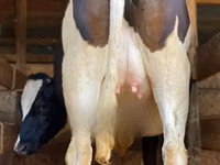 Ko, Holstein-race — foto 1