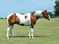 घोड़ा, Quarter Horse — फ़ोटो 3