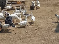 Ducks — foto 2