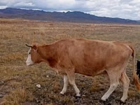گاو ماده, Latvian Blue cattle — عکس 1