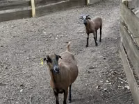 Ram, Cameroon sheep — photo 3