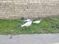 Turkeys — foto 7