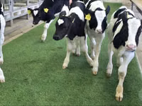 Cattle (batch, sex not specified), Russian Black pied cattle — photo 5