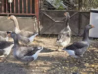 Geese — zdjęcie 3