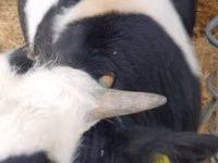 Bull, Belgian Blue — photo 2