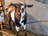 Capra, Nubian Goat — foto 3