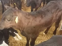 วัวตัวผู้, Simmental cattle — รูปภาพ 3