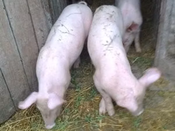 Krmača, 