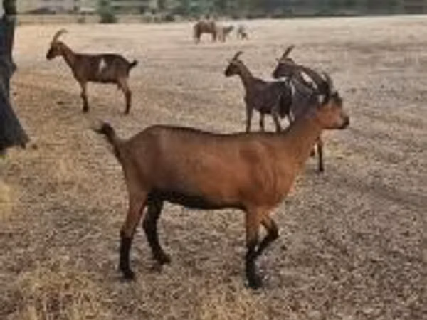 Goat, Alpine goat — Hungary