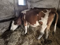 Cow, Simmental cattle — photo 2
