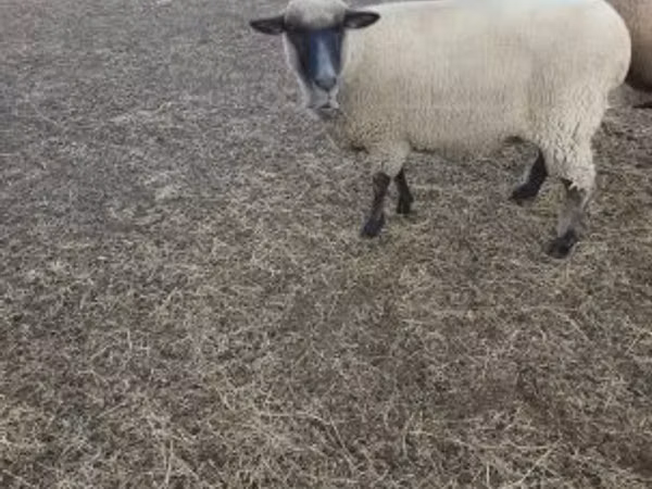 Ovce, Ovce — Maďarsko