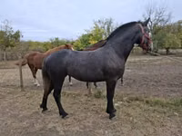 Mare, Horses — photo 7