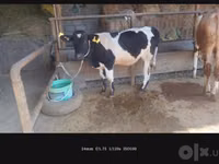Mucca, Russian Black pied cattle — foto 6