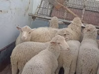 Oaie, Merino sheep — foto 1