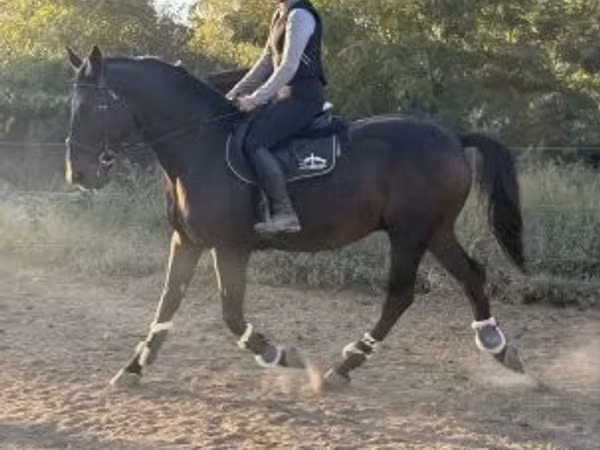 Асп, Nonius horse