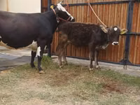 Cow, Alatau breed — photo 7