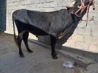 公牛, Cattle — 照片 4