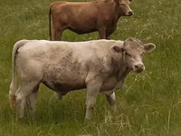 Bull, Auliekol breed — photo 2