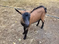 Jarac, Alpine goat — fotografija 3