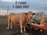 Bull, Auliekol breed — photo 2