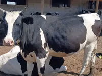 Vache, Race Holstein — photo 1