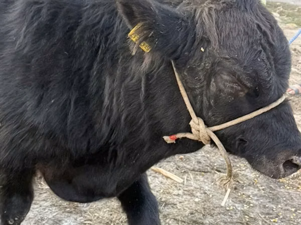 Bull, Aberdeen-Angus