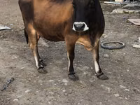 Cow, Aberdeen-Angus — photo 4